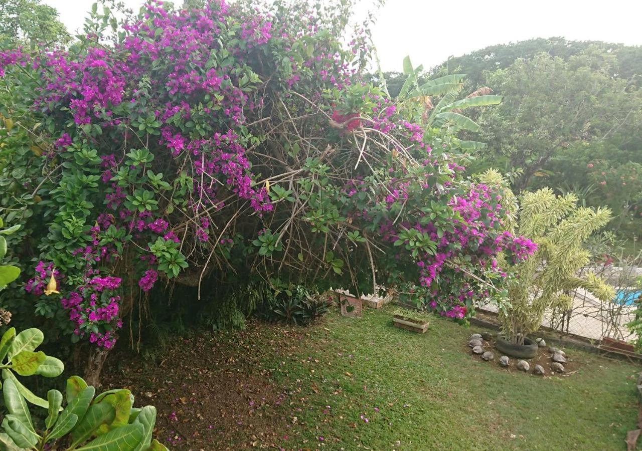 Résidence Bougainvillee Hébergement de vacances Petit-Bourg
